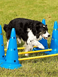 🐶 Set de Entrenamiento Agility para Perros🐶  - Miniatura 5