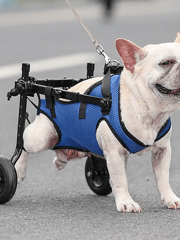 🐶 SILLA DE RUEDAS AJUSTABLE PARA MASCOTAS 🐾 2