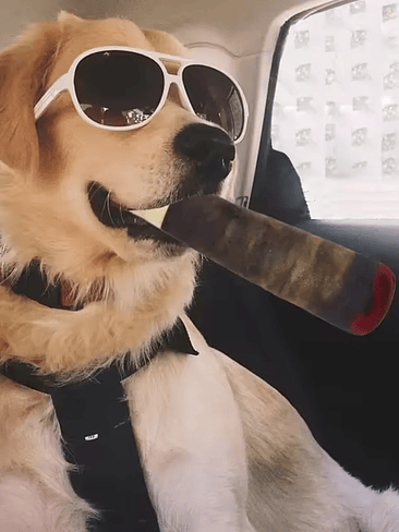 🐾 Juguete Mordedor para Perros “PAW” 4