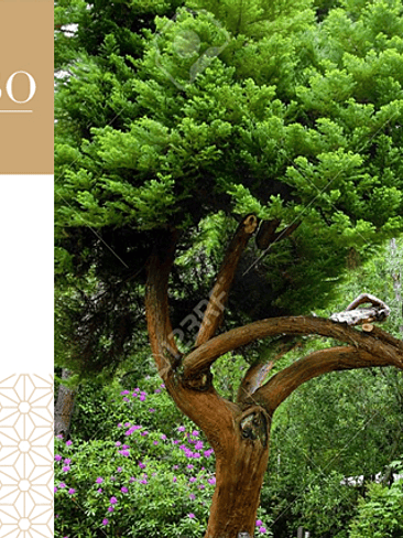 🌿 PRESTIGIOSO – Amaderado Floral 1