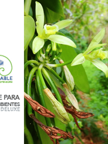 🌿 PERFUME PARA TELAS Y AMBIENTES “AUDACE” – DELUXE 🌿 1