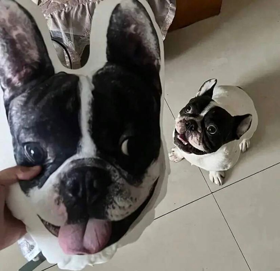 Peluche/almohada/cojin personalizado de tus mascotas!  2