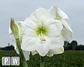 2. WHITE CANDLE - thumbnail 2