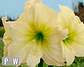  6. LEMON STAR - thumbnail 2