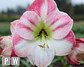 5.  CHERRY BLOSSOM - thumbnail 4