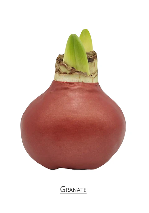 GRANATE