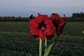 1. SOUVEREIGN - thumbnail 2