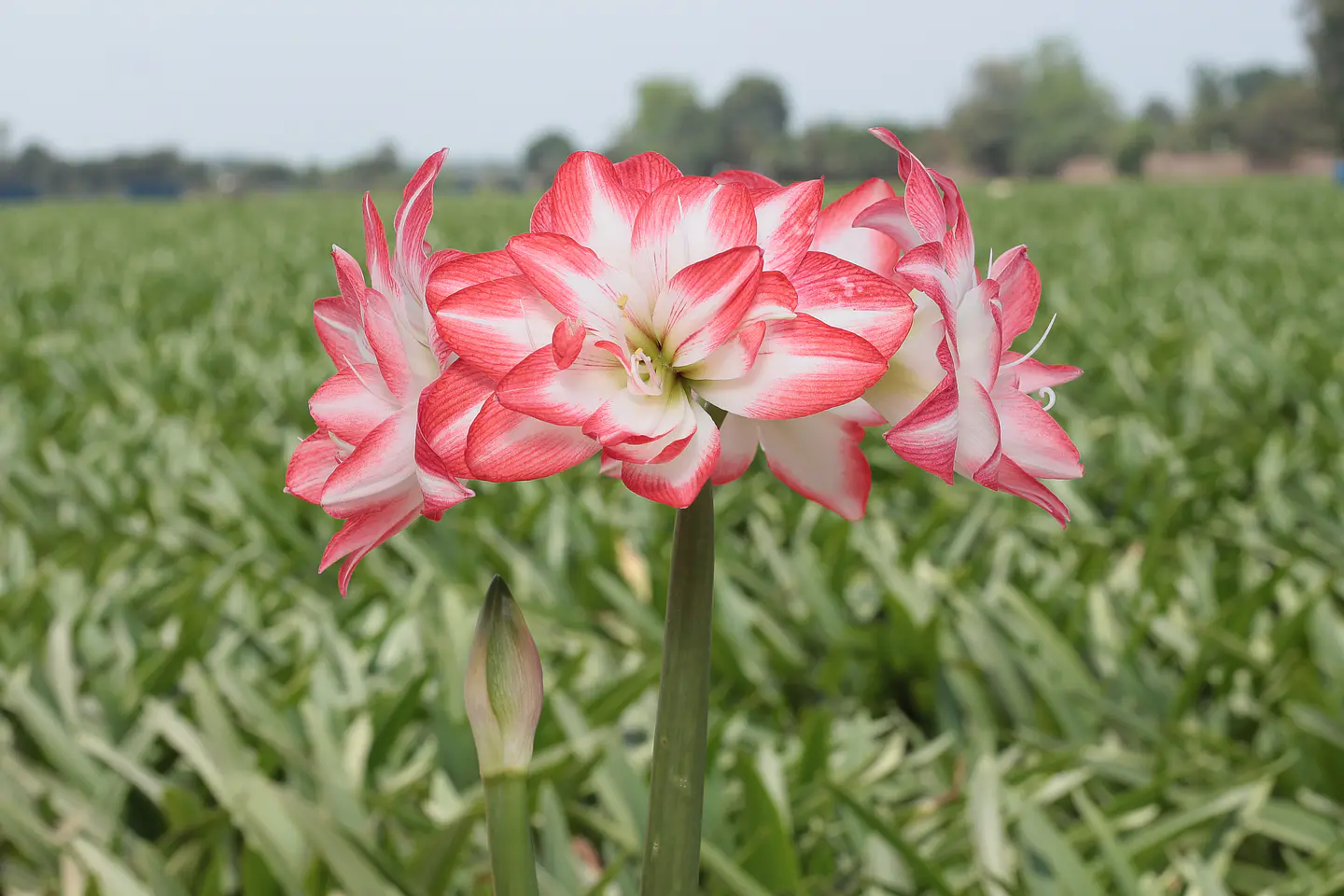10. BLOSSOM PEACOCK 1