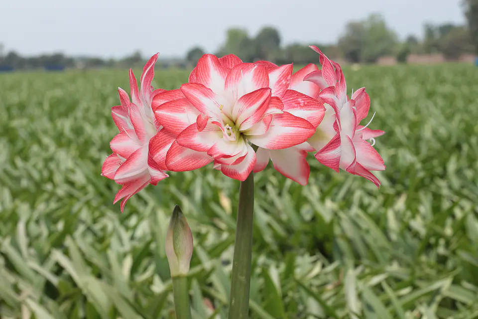 10. BLOSSOM PEACOCK 1