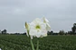 2. WHITE CANDLE - thumbnail 1