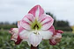 5.  CHERRY BLOSSOM - thumbnail 2