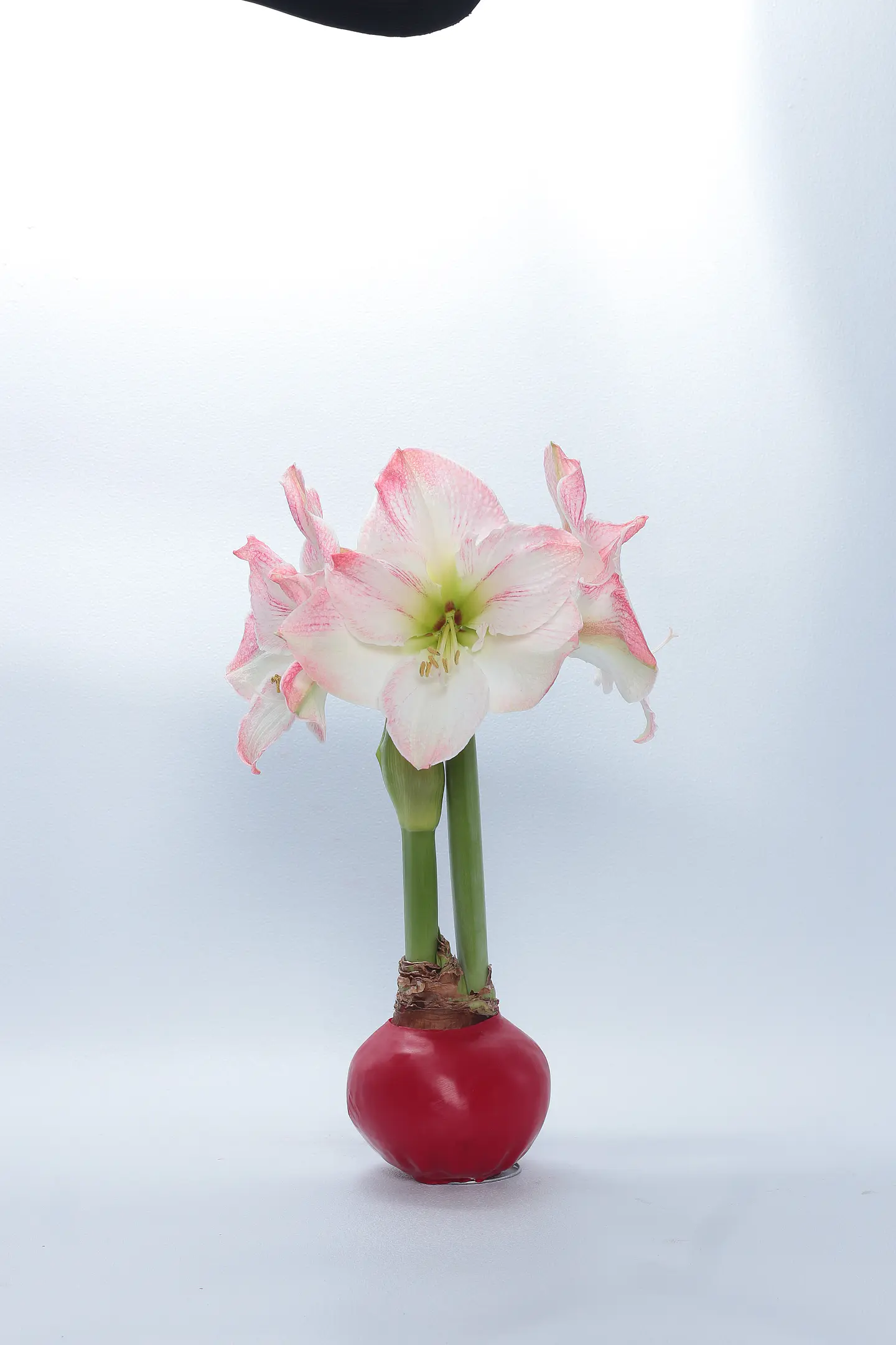 5.  CHERRY BLOSSOM 3