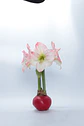 5.  CHERRY BLOSSOM - thumbnail 3