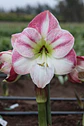 5.  CHERRY BLOSSOM - thumbnail 1