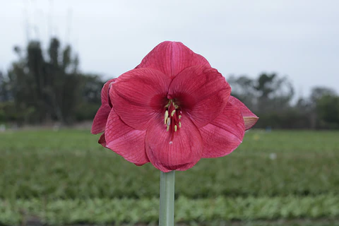 5. BOLERO
