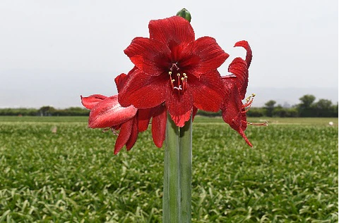 3. RED REALITY