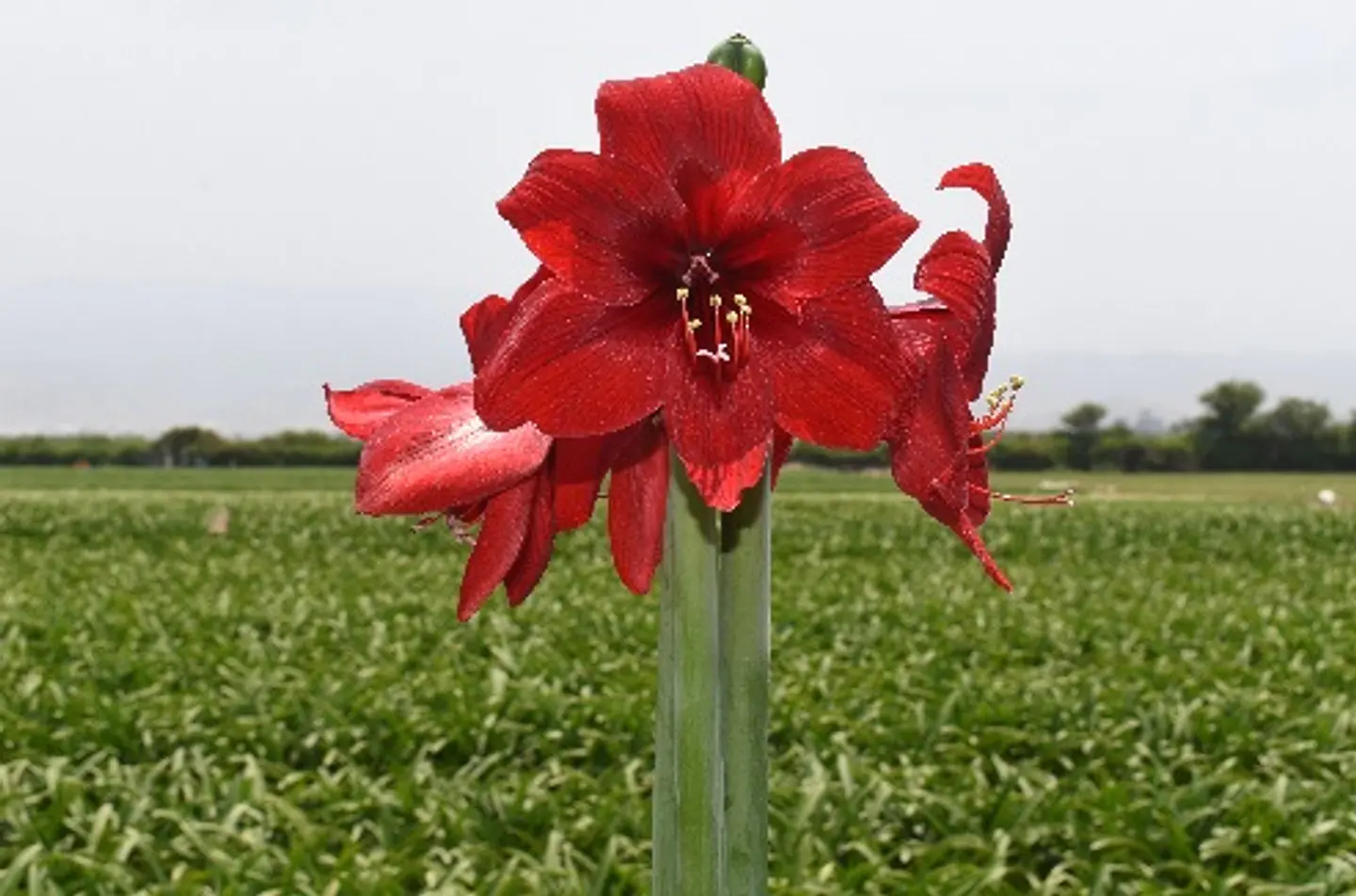 3. RED REALITY 1