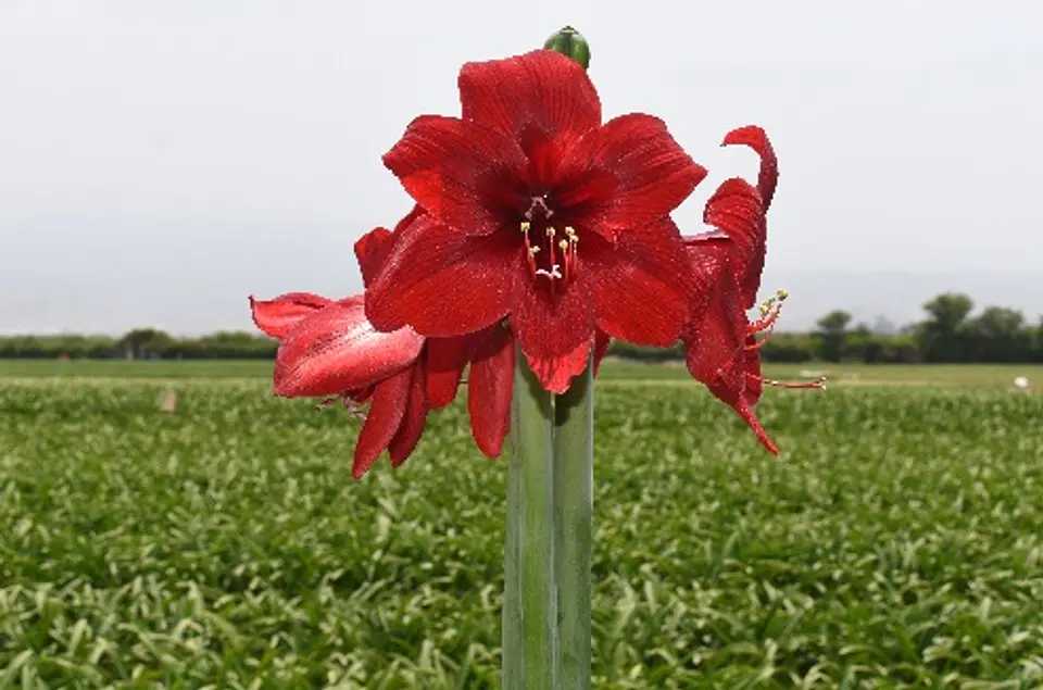 3. RED REALITY 1