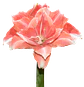 7. TIKA AURORA - thumbnail 2