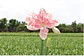 7. TIKA BEAUTY - thumbnail 2