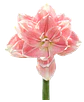 7. TIKA BEAUTY - thumbnail 3