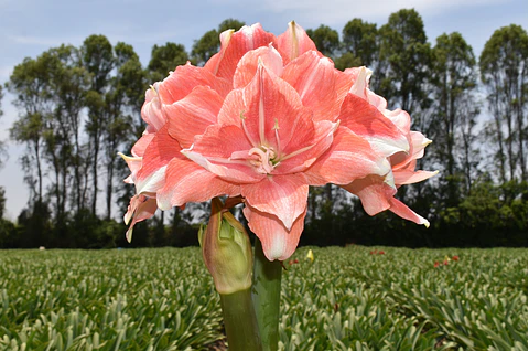 7. TIKA CORAL