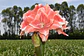 7. TIKA CORAL - thumbnail 1