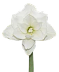 7. TIKA CREAM - thumbnail 2