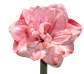 7. TIKA FAIRY - thumbnail 2