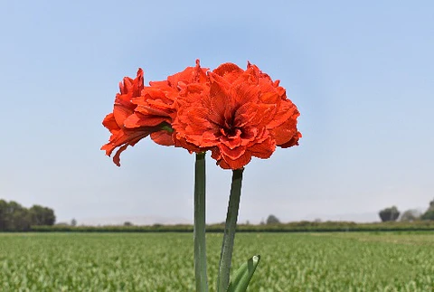 7. TIKA LOTUS