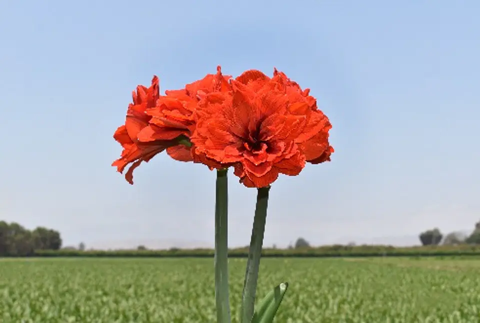 7. TIKA LOTUS 1