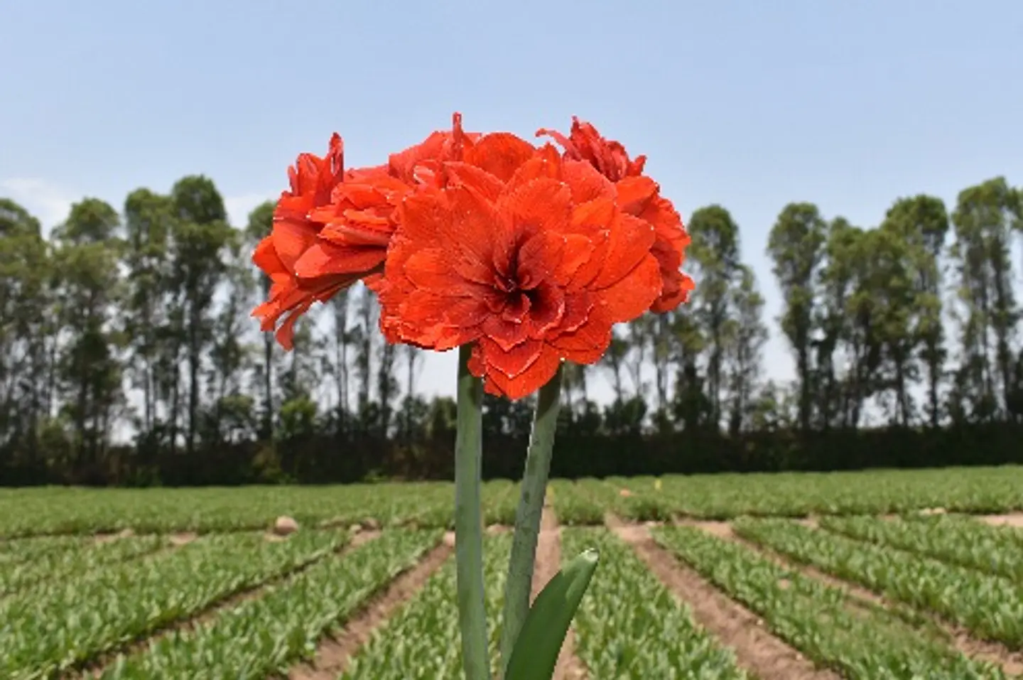 7. TIKA LOTUS 2