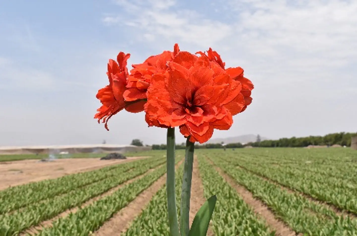 7. TIKA LOTUS 3