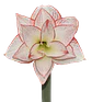 7. TIKA STAR - thumbnail 2