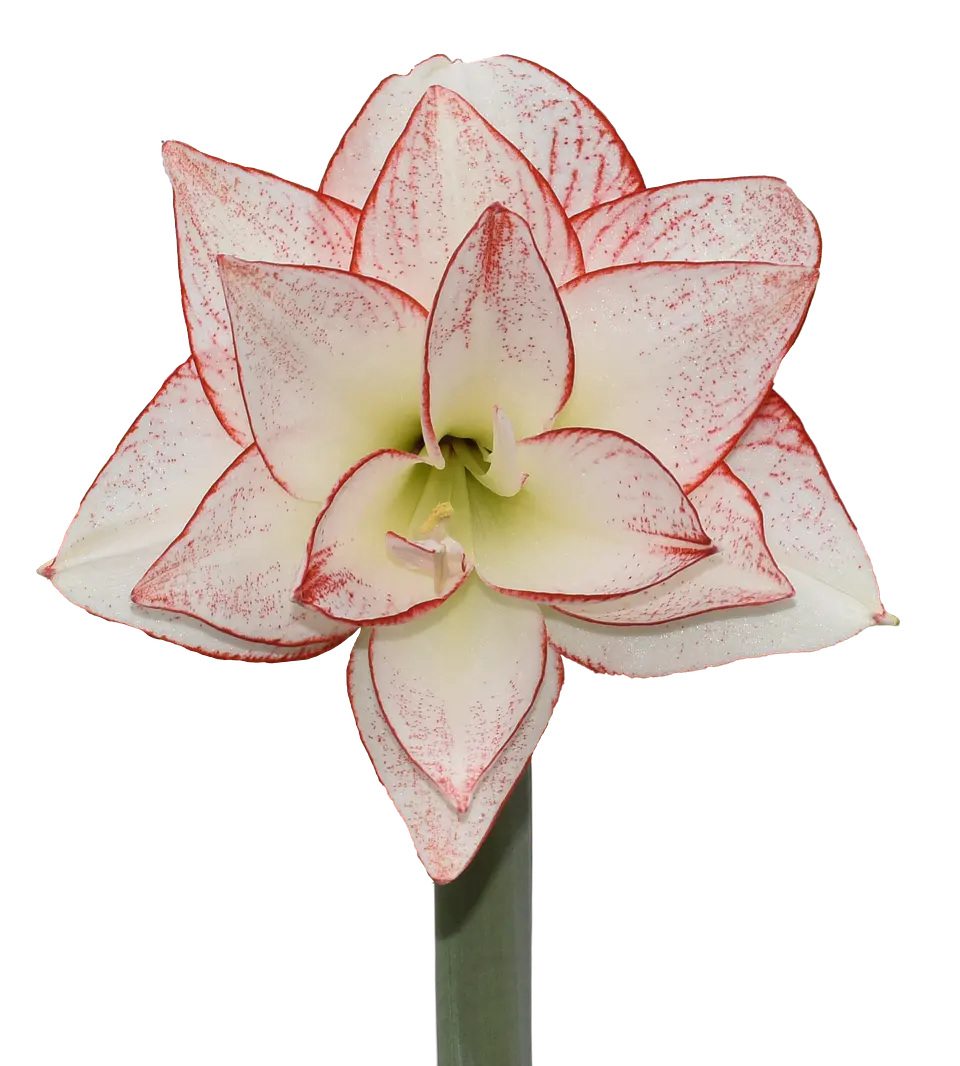 7. TIKA STAR 2