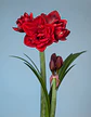 8. RED SYMPHONY - thumbnail 2
