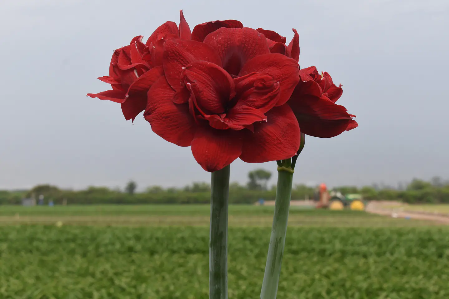 8. RED SYMPHONY 1
