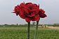 8. RED SYMPHONY - thumbnail 1