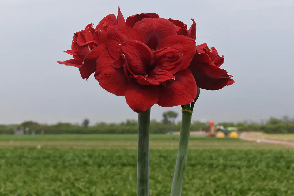 8. RED SYMPHONY 1