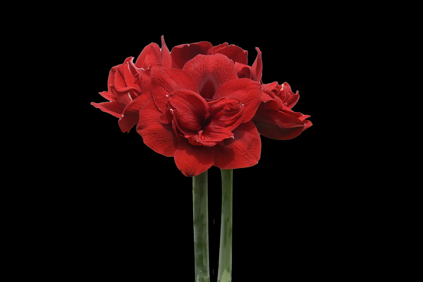 8. RED SYMPHONY 3