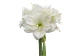 9. WHITE AMADEUS - thumbnail 2
