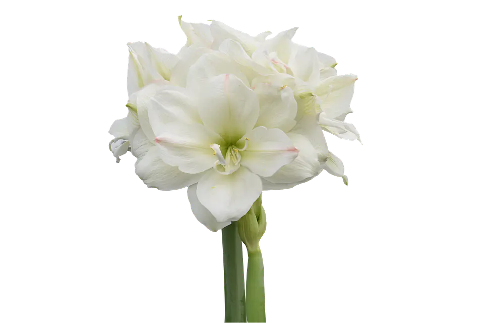 9. WHITE AMADEUS 2