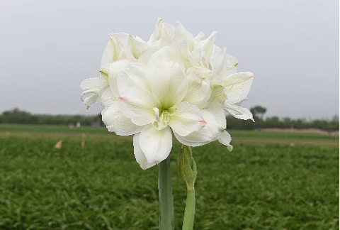 9. WHITE SYMPHONY