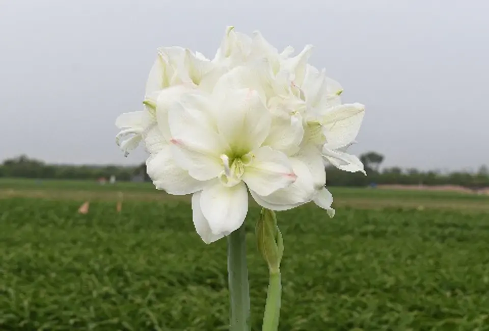 9. WHITE SYMPHONY 1