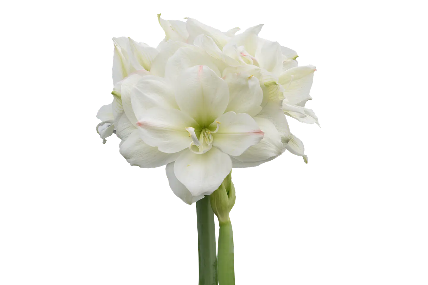 9. WHITE SYMPHONY 2