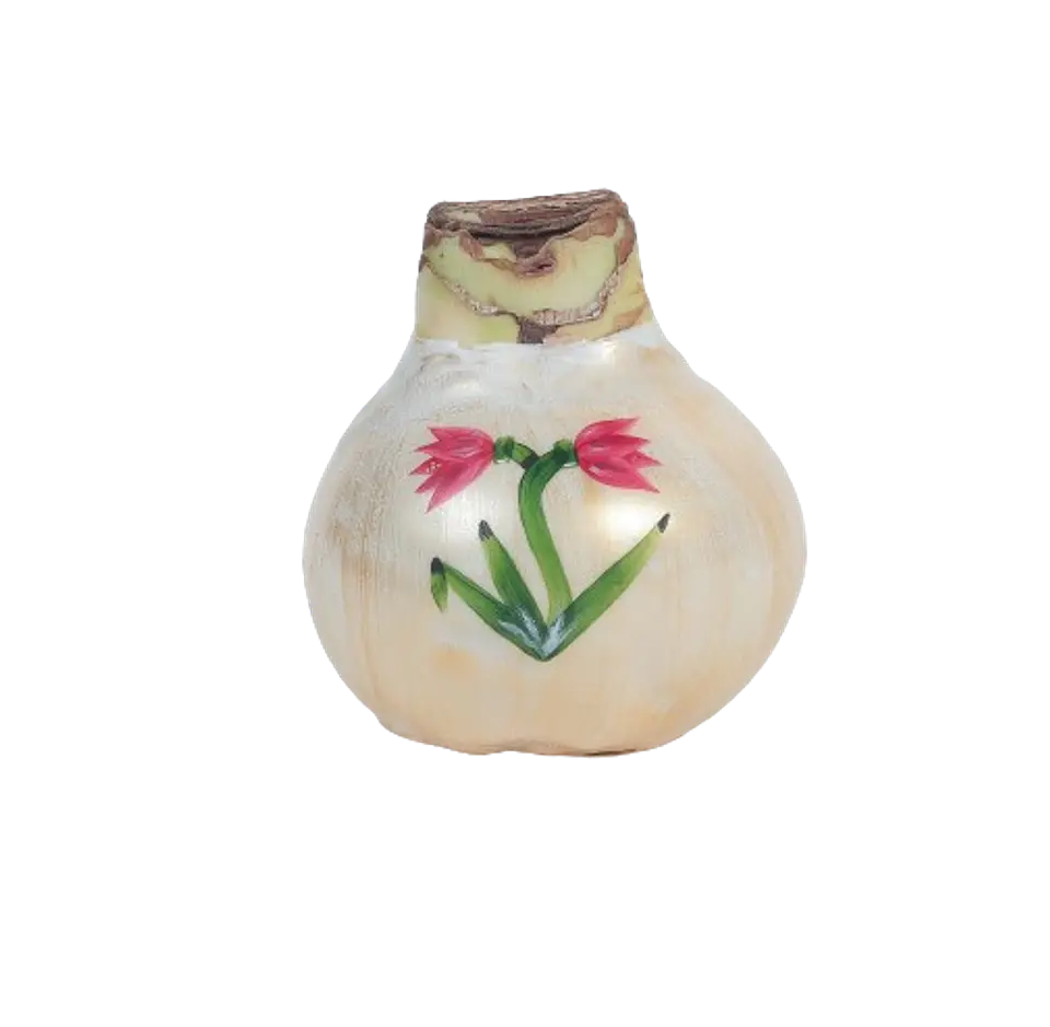 TULIPS 1