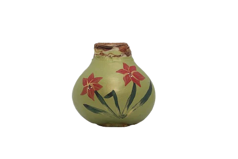 AMARYLLIS PLANT