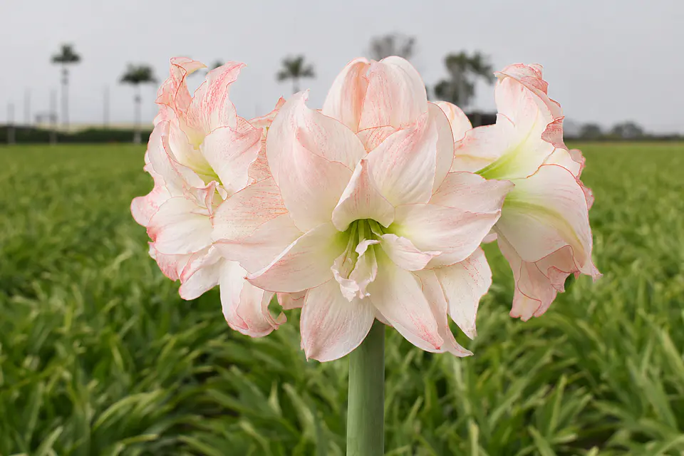 10. APHRODITE 1