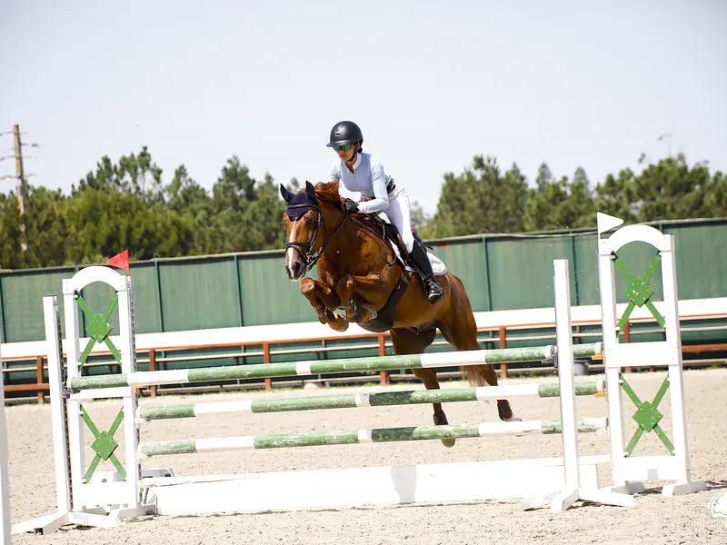 A Importância do Conforto na Performance do Cavalo