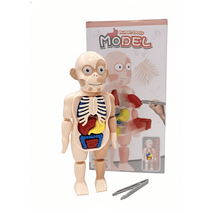Cuerpo Humano Desmontable con Pinza